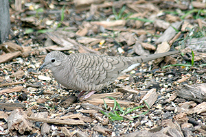 Inca Dove